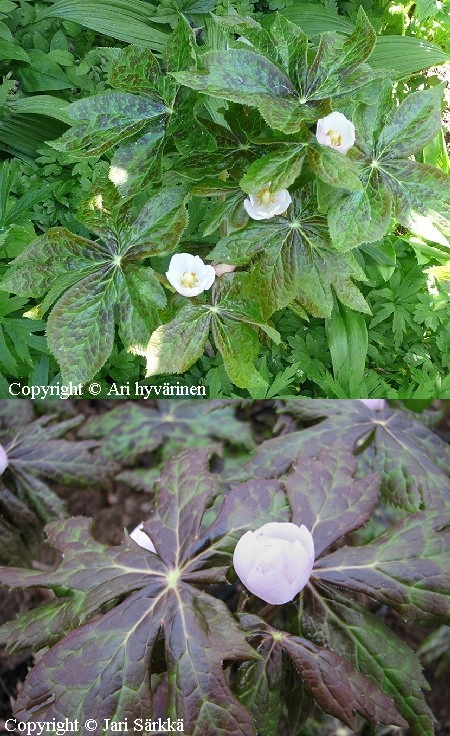  Podophyllum hexandrum